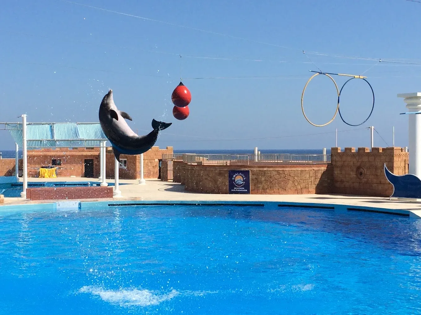 Alanya Sea Park Yunus Şovu – Unutulmaz Bir Yunuslarla Buluşma – 1