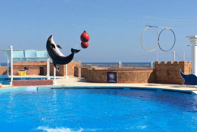 Alanya Sea Park Dolphin Show – Niezapomniane Spotkanie z Delfinami